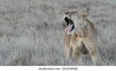 Lions Of Lewa, Kenya, Africa