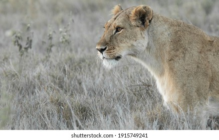 Lions Of Lewa, Kenya, Africa