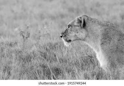 Lions Of Lewa, Kenya, Africa