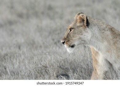 Lions Of Lewa, Kenya, Africa