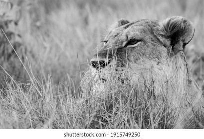 Lions Of Lewa, Kenya, Africa