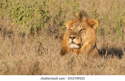 Lions Of Lewa, Kenya, Africa