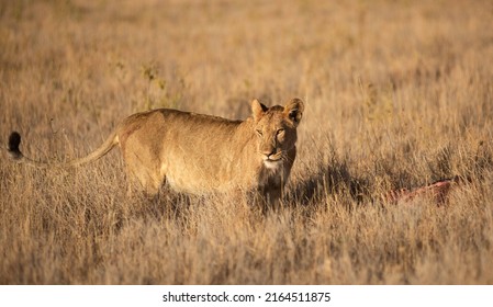 Lions In Lewa Wildlife Conservancy Ion Northern Kenya