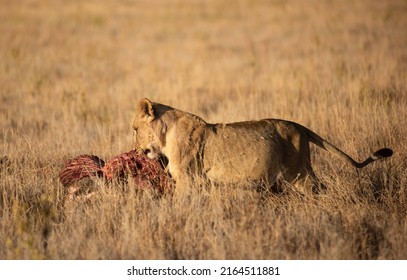 Lions In Lewa Wildlife Conservancy Ion Northern Kenya