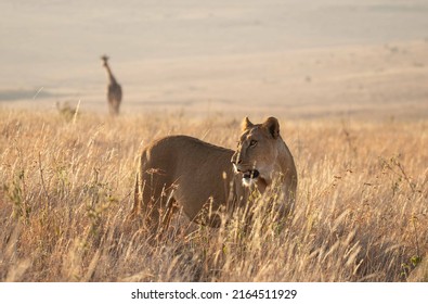 Lions In Lewa Wildlife Conservancy Ion Northern Kenya