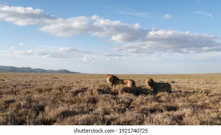 Lions Of Lewa Wildlife Conservancy, Kenya