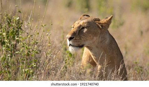 Lions Of Lewa Wildlife Conservancy, Kenya