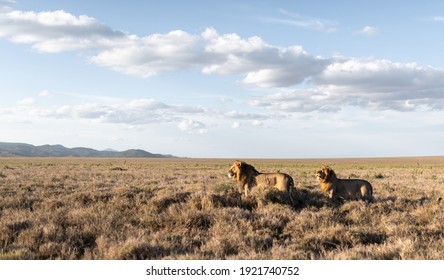 Lions Of Lewa Wildlife Conservancy, Kenya