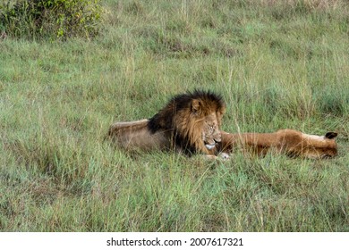 Lions Lie In The Shade Of Bushes In The Tall Grass After A Successful Night Hunt And Doze 