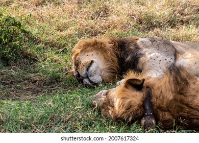 Lions Lie In The Shade Of Bushes In The Tall Grass After A Successful Night Hunt And Doze 