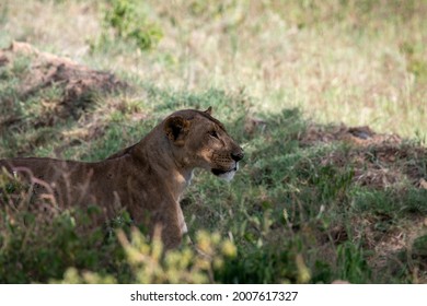 Lions Lie In The Shade Of Bushes In The Tall Grass After A Successful Night Hunt And Doze 