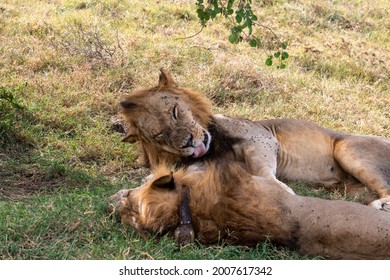 Lions Lie In The Shade Of Bushes In The Tall Grass After A Successful Night Hunt And Doze 