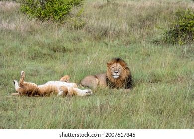 Lions Lie In The Shade Of Bushes In The Tall Grass After A Successful Night Hunt And Doze 