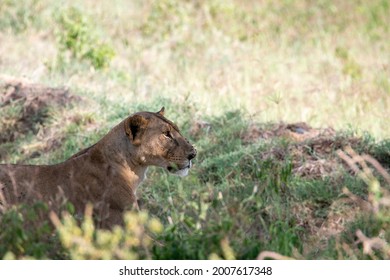 Lions Lie In The Shade Of Bushes In The Tall Grass After A Successful Night Hunt And Doze 