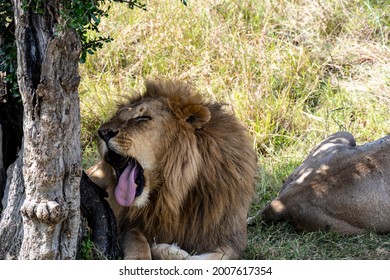 Lions Lie In The Shade Of Bushes In The Tall Grass After A Successful Night Hunt And Doze 