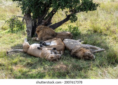 Lions Lie In The Shade Of Bushes In The Tall Grass After A Successful Night Hunt And Doze 