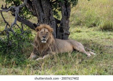 Lions Lie In The Shade Of Bushes In The Tall Grass After A Successful Night Hunt And Doze 