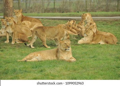 Lions At Longleat