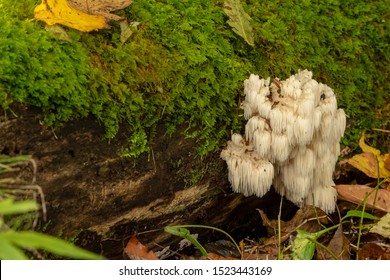  lion's mane  (Hericium erinaceus )also called  monkey head mushroom, bearded tooth mushroom, satyr's beard, bearded hedgehog mushroom, pom pom mushroom, or bearded tooth fungus