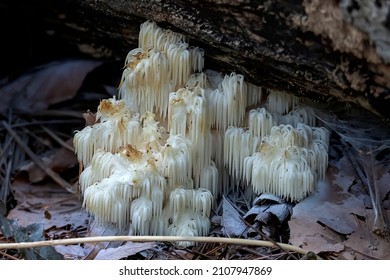 Lion's mane, (Hericium erinaceus ) also called monkey head mushroom, bearded tooth mushroom, satyr's beard, bearded hedgehog mushroom, pom pom mushroom, or bearded tooth fungus.