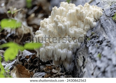 Similar – Image, Stock Photo Mushroom in the forest