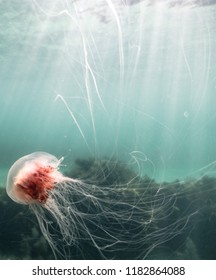 Lions Mane Jelly Fish 