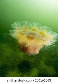 Lion's Mane Jellyfish