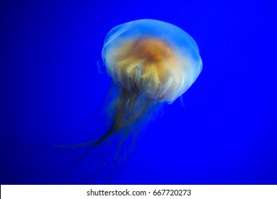 Lion's Mane Jellyfish