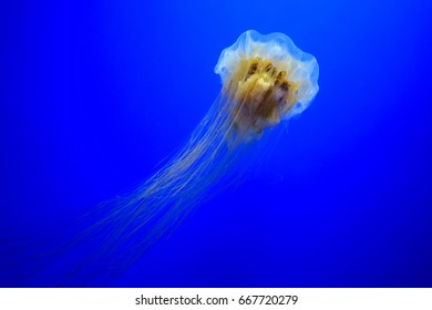 Lion's Mane Jellyfish