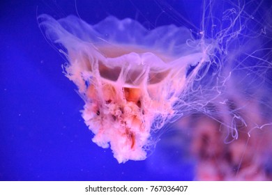 Lion's Mane Jellyfish