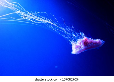 Lions Mane Jellyfish Cyanea Capillata