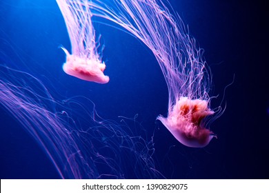 Lions Mane Jellyfish Cyanea Capillata