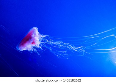 Lions Mane Jellyfish Cyanea Capillata