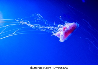 Lions Mane Jellyfish Cyanea Capillata