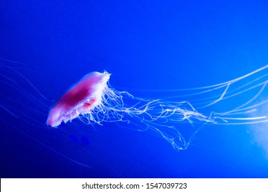 Lions Mane Jellyfish Cyanea Capillata.