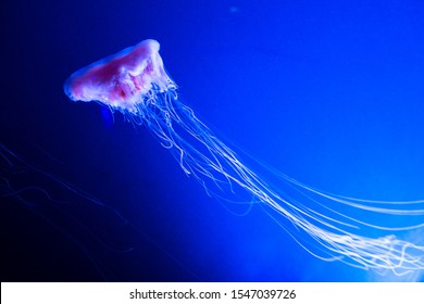 Lions Mane Jellyfish Cyanea Capillata.