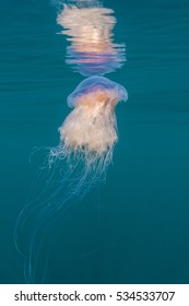 Lion's Mane Jellyfish, Cyanea Capillata