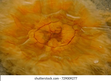 Lion's Mane Jellyfish, Cyanea Capillata.