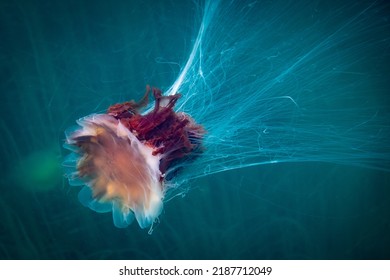 Lion's Mane Jellyfish In Nordic Waters