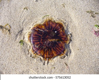 Lion's Mane Jellyfish On The Beach
