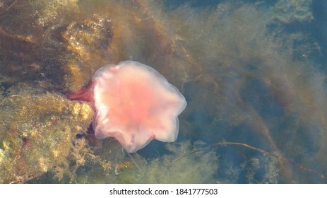 Lion's Mane Jellyfish In Shallow Water