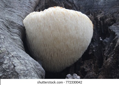 Lion's Mane Mushroom