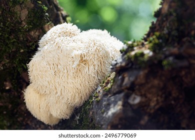 Lion's Mane mushroom growing on a tree in a lush, green forest. - Powered by Shutterstock