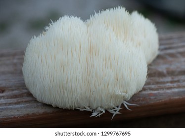 Lion's Mane Mushroom Grown On A Log.