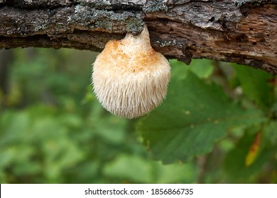 Lion's mane mushroom (Hericium erinaceus), Far East Russia