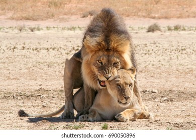 Lions Mating