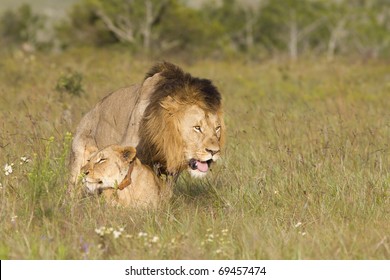 Lions Mating