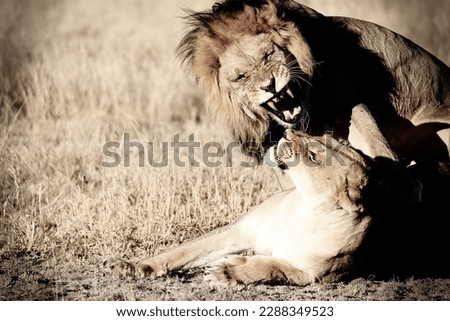 Lions mating in central Kalahari