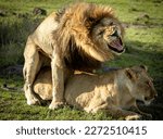 Lions mating deep in the jungle 