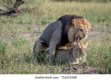 Lions mating in the grass in the Chobe National Park, Botswana. - Powered by Shutterstock